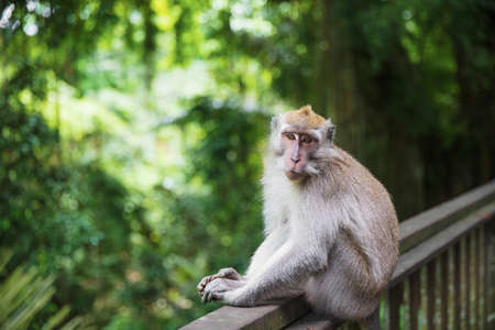 Cute Balinese monkey sitting on a wooden railing. Monkey forest, Indonesia