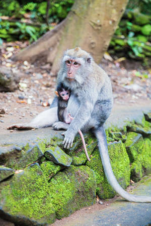 Monkey with his cub is sitting on the stones. Monkey forest, Bali