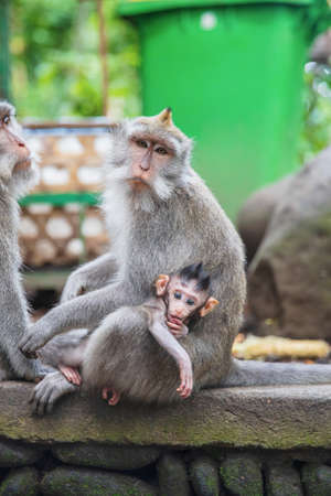 Monkey family with a baby sitting on a stone parapet. Monkey forest, Bali Island, Indonesiaの写真素材