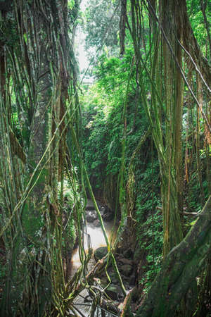 View of the river in the Monkey forest. Ubud, Bali, Indonesiaの写真素材