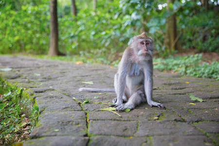 Calm monkey sitting on the sidewalk. Forest monkey
