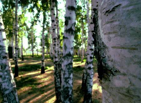 Russian forestの写真素材