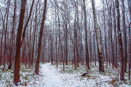 magic forestの写真素材