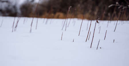 Wind, winter
