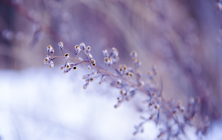 Plant, macroの写真素材