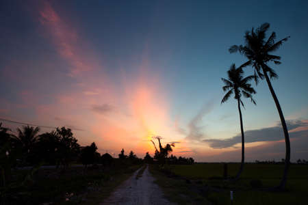 Silhouette of coconut trees on a majestic sunsetの写真素材