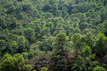 Beautiful Mediterranean forestの写真素材
