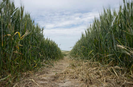 Ears of wheat Green an