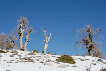 arrival of the winter station of the Sierra de las Nieves, Mlagaの写真素材