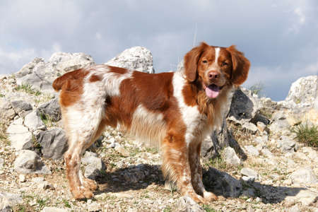 Hunting dogs, Breton Spanish