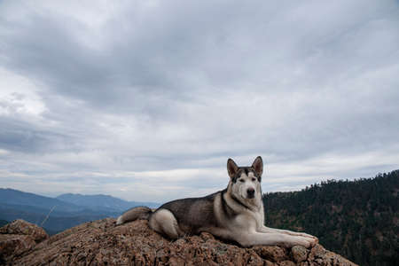 Petfood, Alaskan malamute