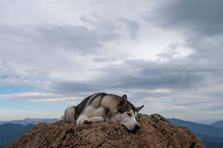 Petfood, Alaskan malamute