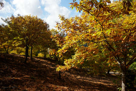 Station in the autumn chestnut Genal Valley, Andalusiaの写真素材