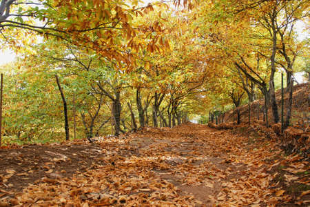 Station in the autumn chestnut Genal Valley, Andalusiaの写真素材