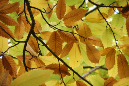 Autumn colors in the valley of Genal, Mlagaの写真素材