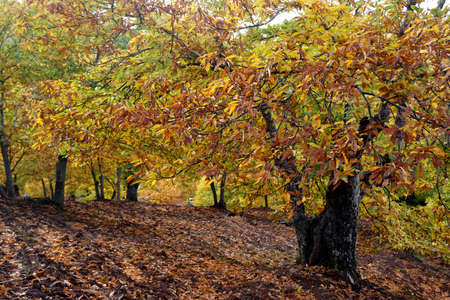 Autumn colors in the valley of Genal, Mlagaの写真素材