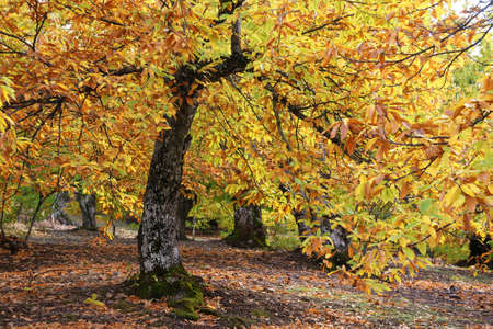 Autumn colors in the valley of Genal, Mlagaの写真素材