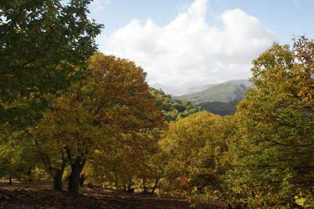 Autumn colors in the valley of Genal, Mlagaの写真素材