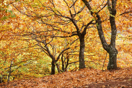 Autumn colors in the valley of Genal, Mlagaの写真素材