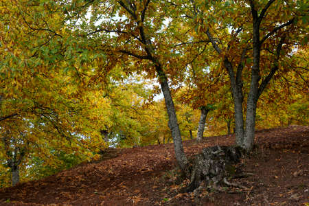 Autumn colors in the valley of Genal, Mlagaの写真素材