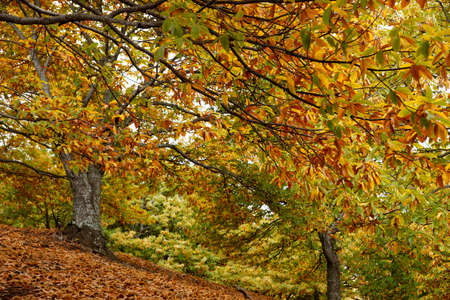 Otoo rural landscape in the Valley Genal chestnut, Mlagaの写真素材