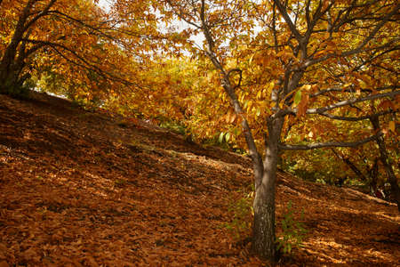Otoo rural landscape in the Valley Genal chestnut, Mlagaの写真素材