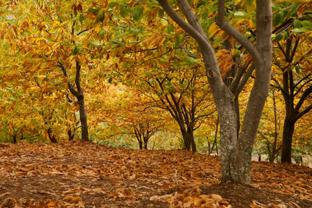 Otoo rural landscape in the Valley Genal chestnut, Mlagaの写真素材