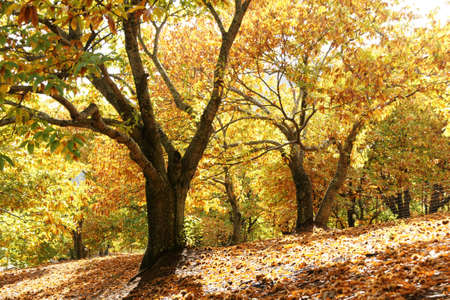 Arrival at the station of autumn chestnut forest