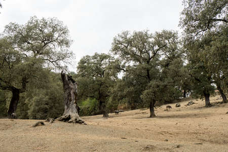 Dehesa de Huelva, Andalusia