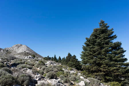 pinsapar the natural park of the Sierra de las Nieves in the province of Malagaの写真素材