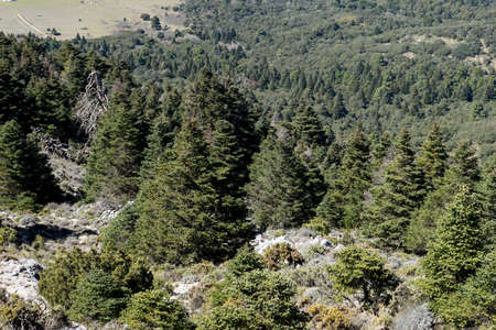 pinsapar the natural park of the Sierra de las Nieves in the province of Malagaの写真素材