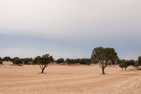 Meadow of Huelva, Andalusiaの写真素材