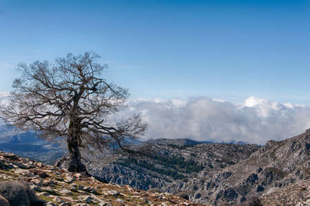 Natural landscapes of the Sierra de las Nieves natural park in the province of Malaga, Andalusiaの写真素材