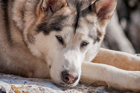 beautiful malamute dog breed gray wolf