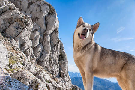 beautiful malamute dog breed gray wolfの写真素材
