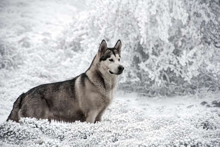 Beautiful malamute in a snowy environment