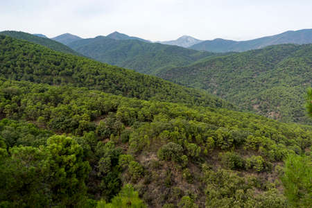 Mediterranean forest in the south of Spain, Andalusia