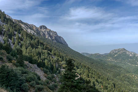 Pinsapar of the Grazalema Natural Park in the province of Cadiz, Andalusia, Spainの写真素材