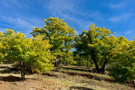 Chestnut trees of the valley of Genal, Malagaの写真素材