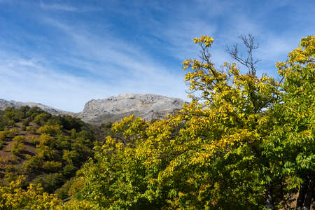 Chestnut trees of the valley of Genal, Malagaの写真素材