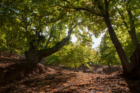 The Wood of copper in the valley of Genal, Malagaの写真素材