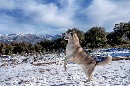 Beautiful malamute in a snowy environmentの写真素材
