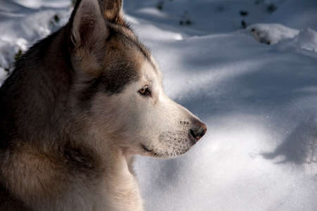 Beautiful malamute in a snowy environmentの写真素材