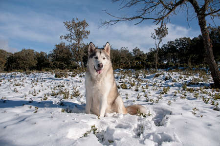 beautiful alaskan malamute in a snowy environmentの写真素材