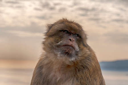 monkey of Gibraltar and that lives in the high areas of the rockの写真素材