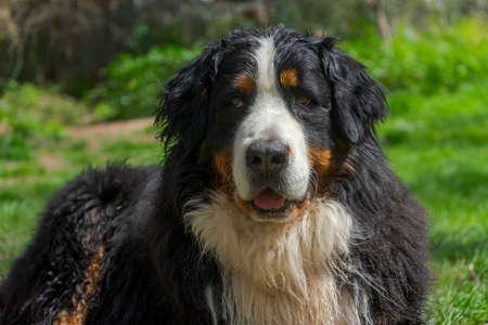 beautiful face of a bernerのeditorial素材