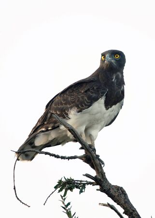 Black and White Snake Eagleの写真素材