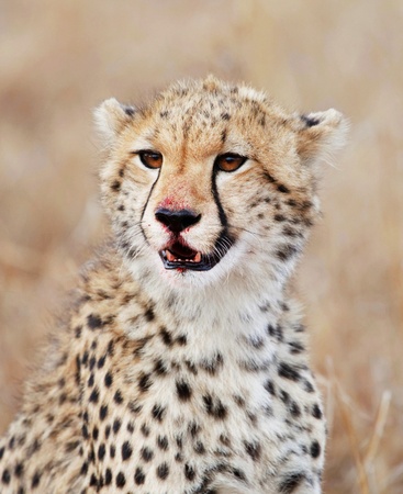 Cheetahの写真素材