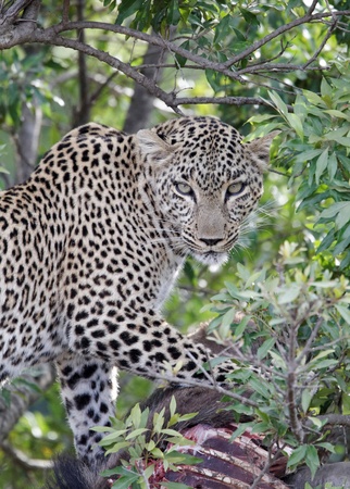 Leopard and preyの写真素材