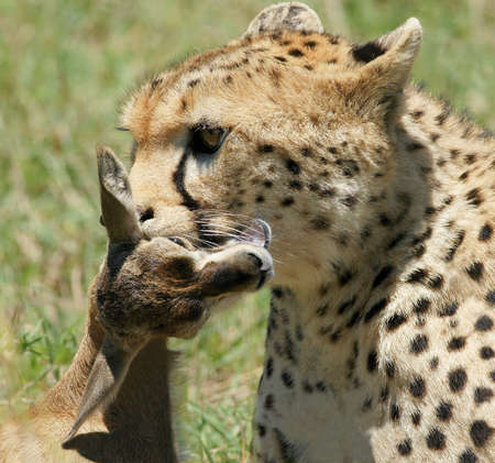 Cheetah and preyの写真素材